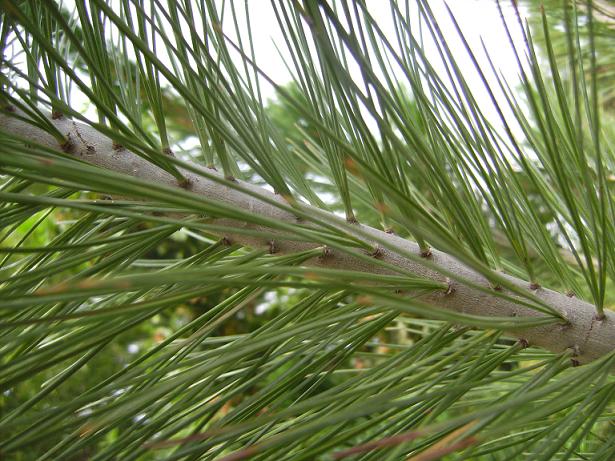 Limber Pine Needles